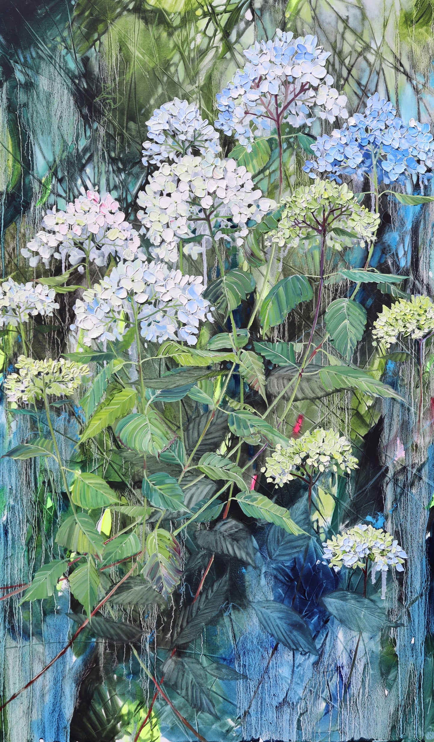 Hawthornden Hydrangea