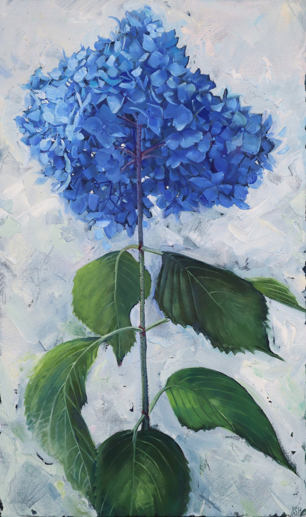 Single Hydrangea