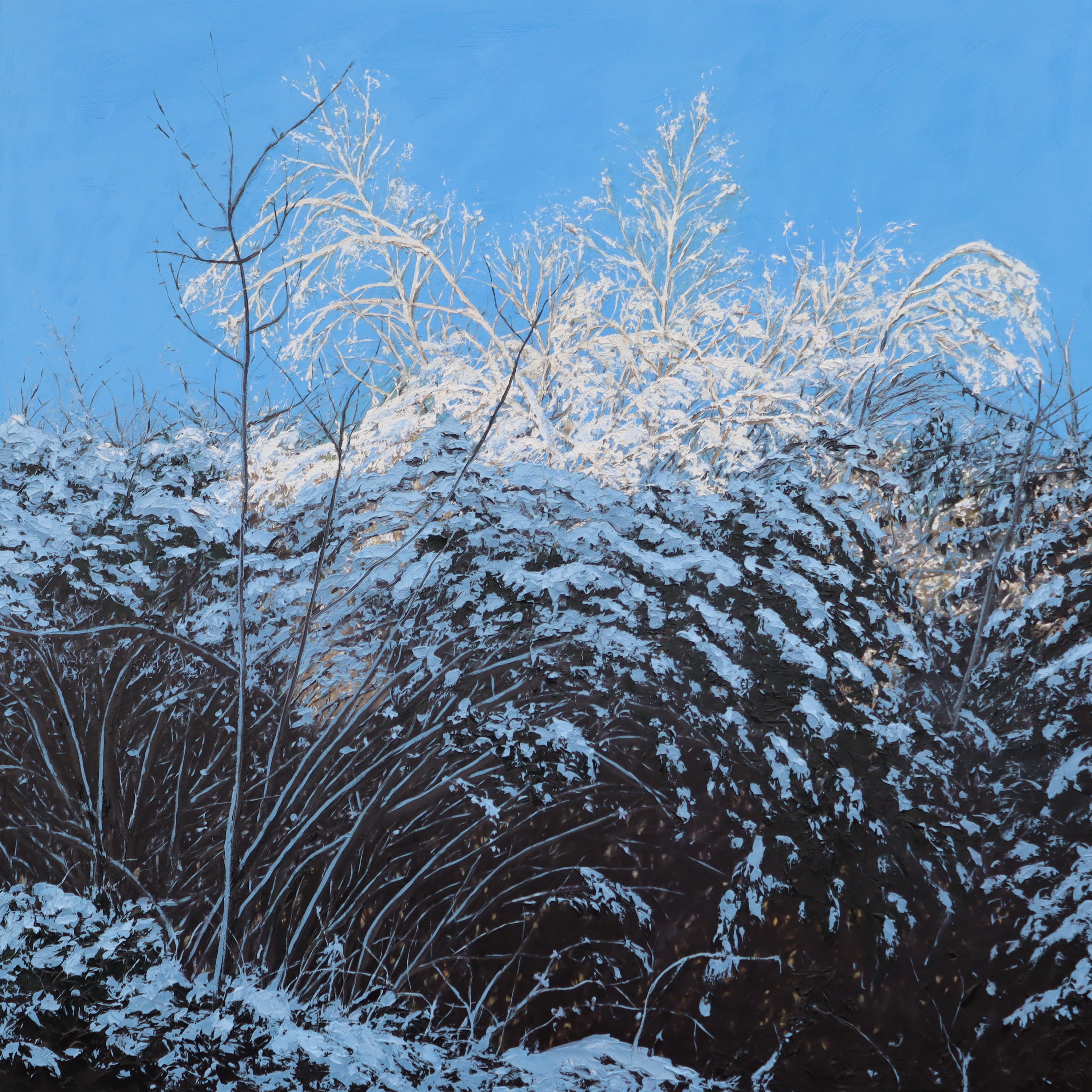 Bluebird