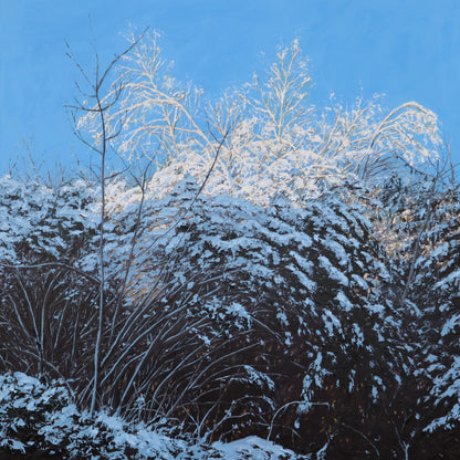 Bluebird