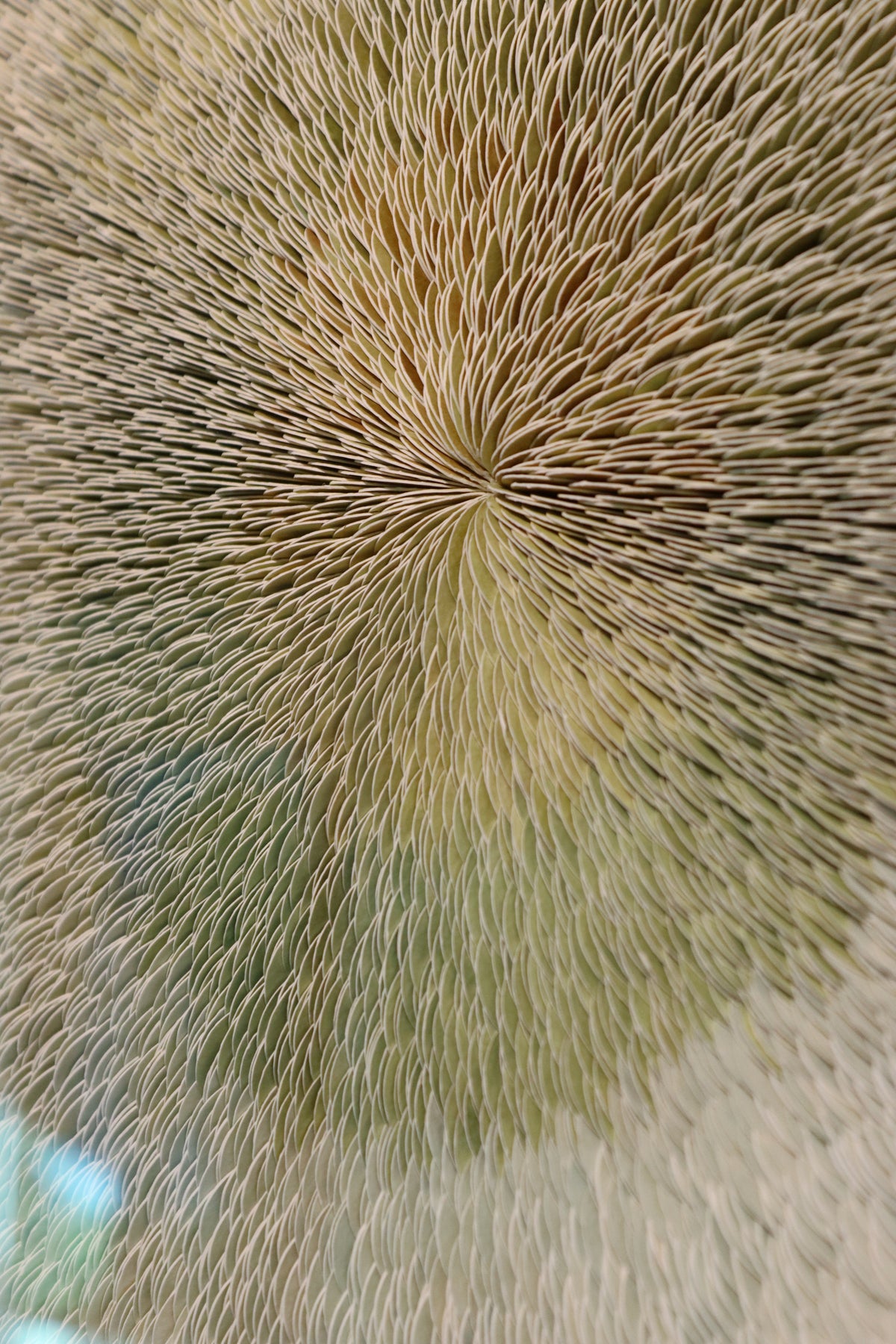 Resonate